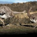 Emu, wallaby czy stinger - które australijskie zwierzę jest najbardziej fascynujące?