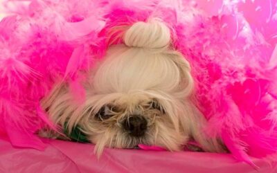 Jakie rasy psów mają długi i gęsty włos?