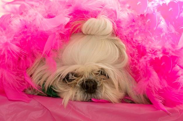 Jakie rasy psów mają długi i gęsty włos?