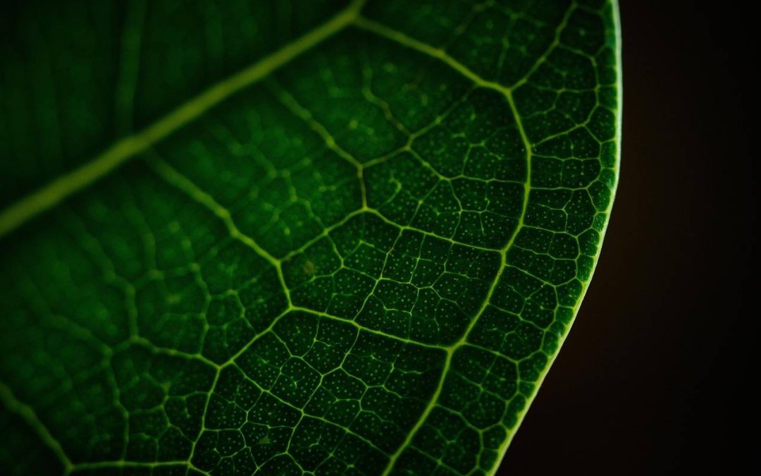 Czym są kosmetyki naturalne i dlaczego warto je stosować?